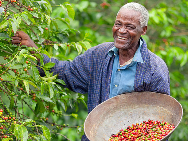 Man on a coffee farm. Agric is one of the industries to invest in ghana